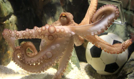 Paul the octopus